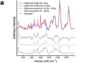 Representative Raman spectra of irradiated and unirradiated H460 cancer cells