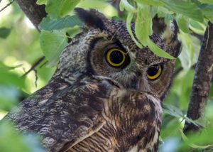 UBC researcher worries global warming may harm predator and prey connections